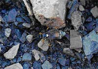 arctic_wasp.jpg