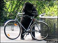 bear_on_bike.jpg