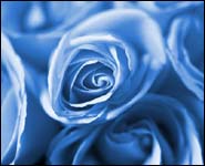 blue_roses.jpg