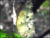 butterfly3.jpg