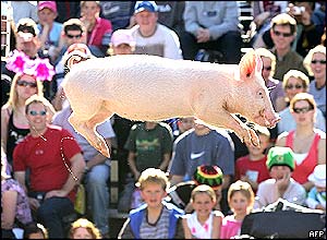 flying_pig.jpg
