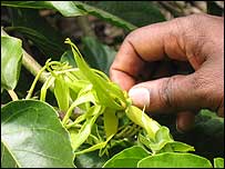 ylang.jpg